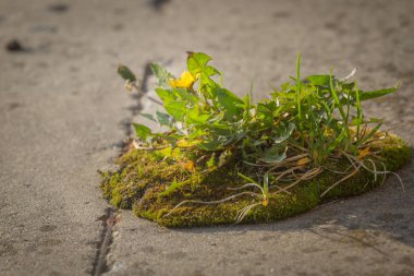 iş kavramı liderlik başarı yeni başlamanın ortaya çıkan somut boşlukta büyüyen güçlü fide