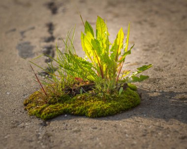 Eski ahşap büyüme destek bir gelecek inşa bir kavram olarak Filiz yeni geliştirme ve yenileme liderlik başarısı ortaya çıkan bir iş kavramı olarak