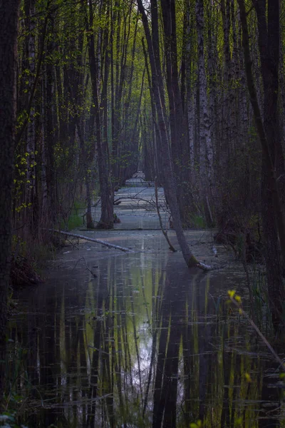 Ранняя весна, маленькая река, черный ольховый лес — стоковое фото