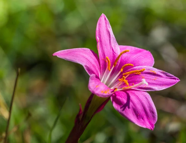 Lluvia Lily Zephyranthes rosea — Foto de Stock