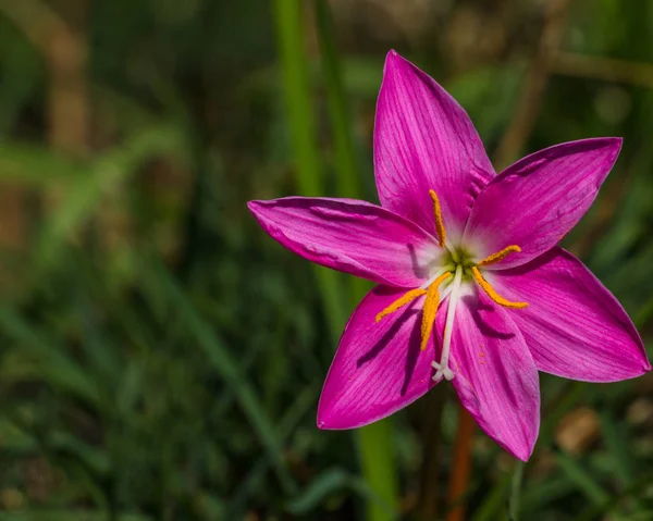 Lluvia Lily Zephyranthes rosea — Foto de Stock