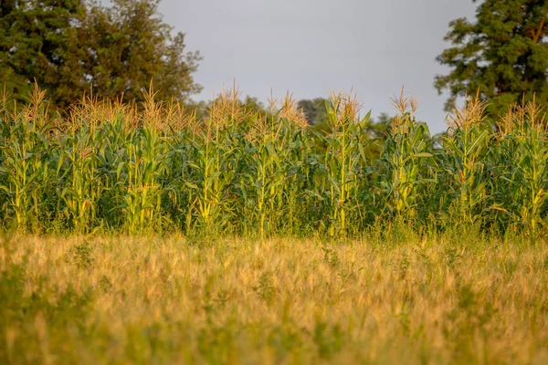 Una imagen selectiva de la mazorca de maíz en el campo de maíz orgánico. —  Fotos de Stock