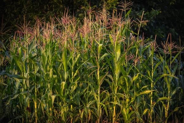 En selektiv fokusbild av majskolven i ekologiskt majsfält. — Stockfoto