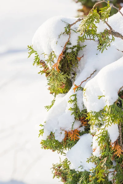 Puszysty choinki pod śniegiem. Bardzo blisko gałęzi drzewa iglaste pod śniegiem. Ma ciężkiego śniegu. Sezon zimowy — Zdjęcie stockowe