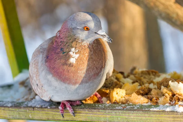 Pombos e pombas. Aves de rua comuns na cidade. Alimentador no inverno . — Fotografia de Stock