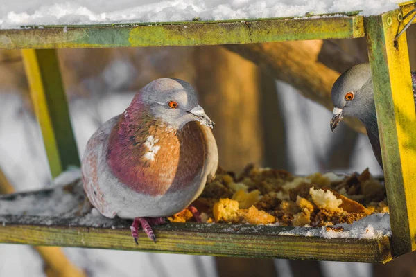 Pombos e pombas. Aves de rua comuns na cidade. Alimentador no inverno . — Fotografia de Stock