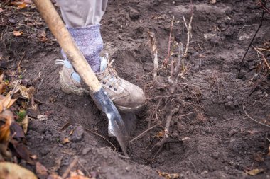 Kürek toprağa yakın çekim. Toprağa spading