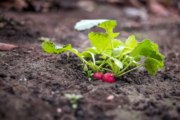 Just growing red radish in the spring time on the black soil — Stock Photo, Image