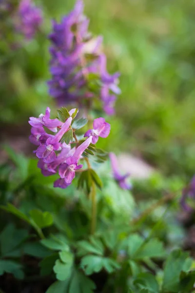 Corydalis solida, la fumewort, flores de primavera de onagra — Foto de Stock