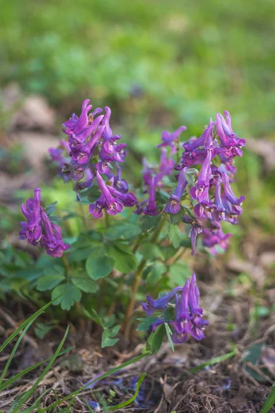 Helmbloem solida, de fumewort, de lente primrose bloemen — Stockfoto