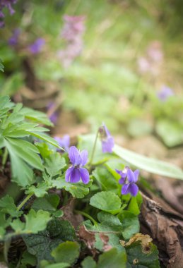 Mor menekşeler bahar ormanlarında çiçek açar. Viola odorata