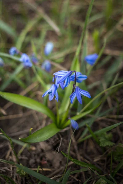 Siberian squill, Scilla siberica, wood squill blue flower — Stock Photo, Image