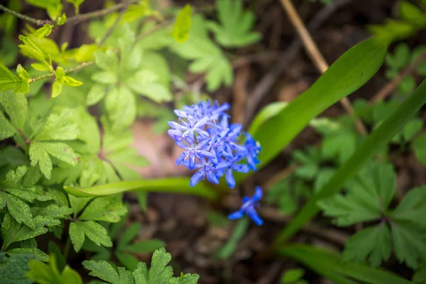 Siberian squill, Scilla siberica, wood squill blue flower — Stock Photo, Image