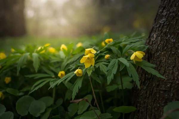 Hermosa anémona ranunculoides flores en la primavera — Foto de Stock