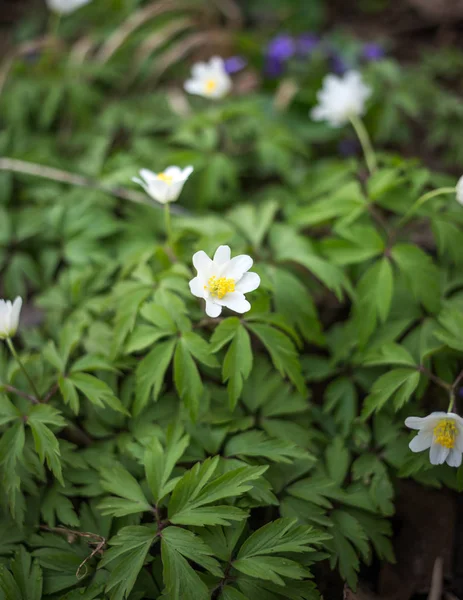 Spring Scene - Wood Anemone Forest Bed. Springtime — Stock Photo, Image
