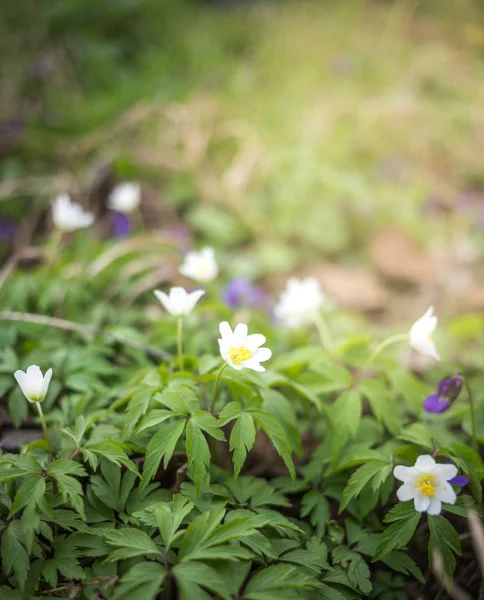 Escena de primavera - Wood Anemone Forest Bed. Primavera — Foto de Stock