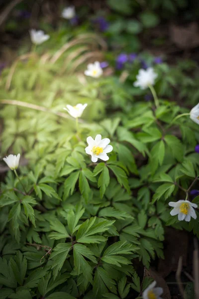 Escena de primavera - Wood Anemone Forest Bed. Primavera — Foto de Stock