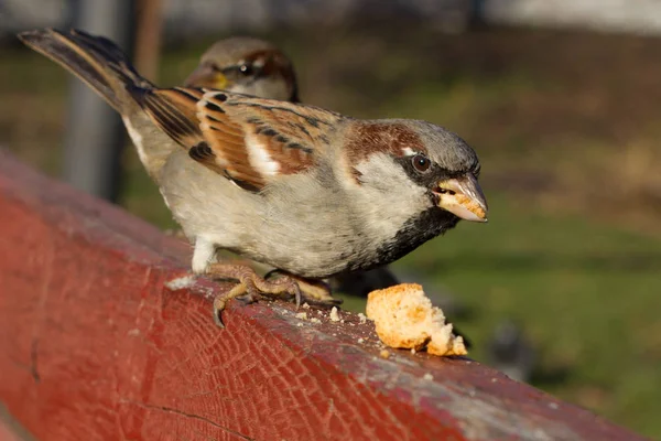 Huismus buiten zitten. Stedelijke vogels. Brood voeding — Stockfoto