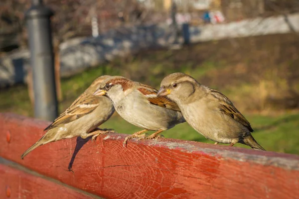 Casa pardal sentado lá fora. Aves urbanas. Alimentação do pão — Fotografia de Stock