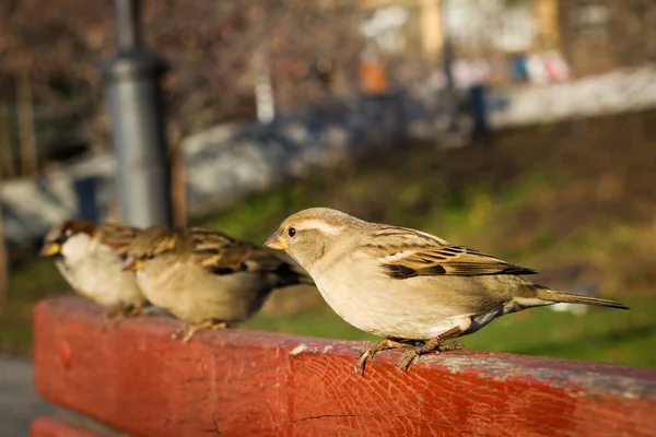 Casa pardal sentado lá fora. Aves urbanas. Alimentação do pão — Fotografia de Stock