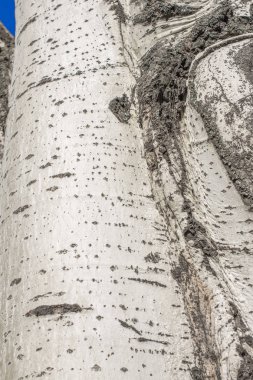 Populus tremula, kavak ağacı, Avrupa aspen veya quaking aspen ağacı