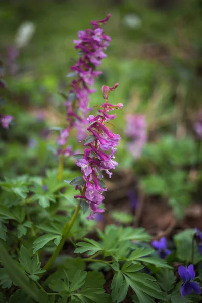 Helmbloem solida, de fumewort, de lente primrose bloemen — Stockfoto