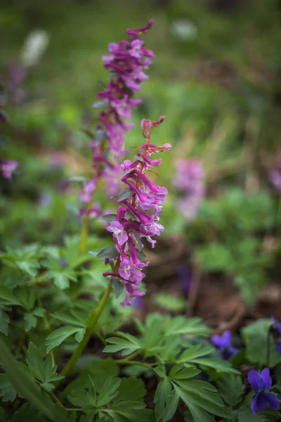 Corydalis solida, la fumewort, flores de primavera de onagra —  Fotos de Stock