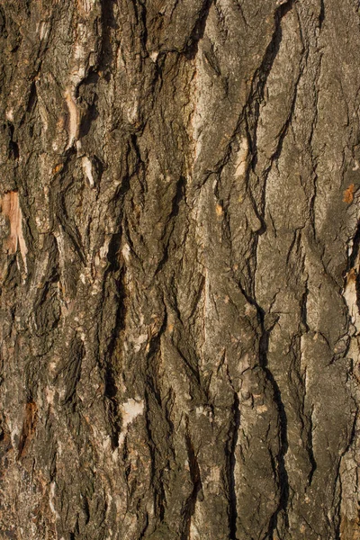 Текстура текстури лісової кори — стокове фото
