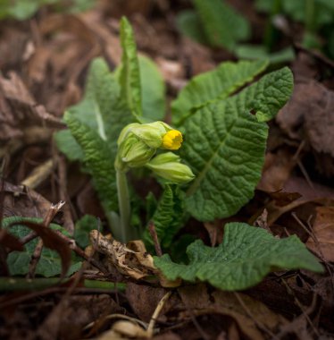 Primula veris Garden. Bahar çiçek