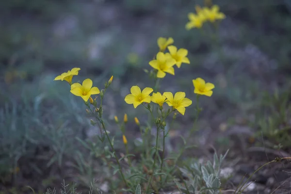 Belle fleur jaune sauvage appelée linum flavum Lin doré nain d'Ukraine — Photo