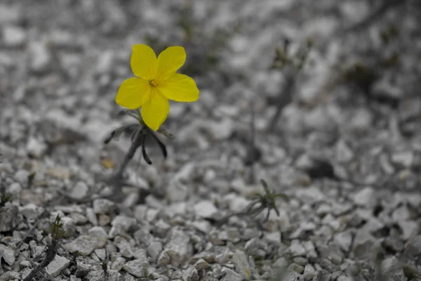 Krásné divoké žluté květiny zvané linum flavum trpaslík zlatého lnu z Ukrajiny — Stock fotografie