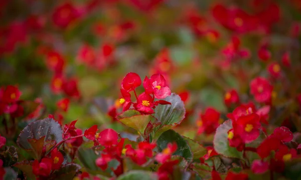 Red flowers background with red shimmery wax begonia