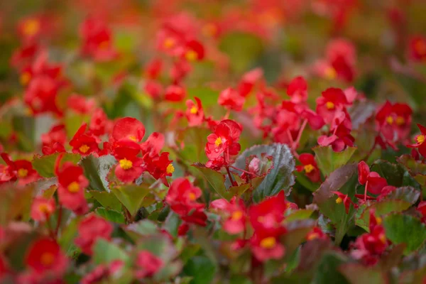 Red flowers background with red shimmery wax begonia