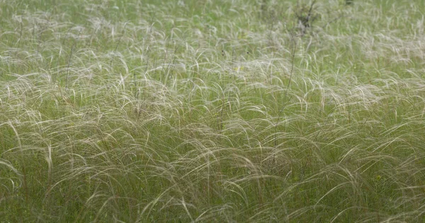 Stipa capillata egy bolyhos évelő fű nő a sztyeppek, Európában és Ázsiában is nevezik tű füves lejtők. — Stock Fotó