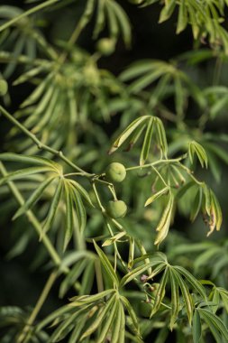 Ağaç manyok lastik olarak da bilinen Manihot glaziovii kaynağı kullanılan