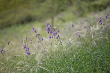 Tüy ot bilinen Krummenacher capillata. Alan bahar nadir bitki