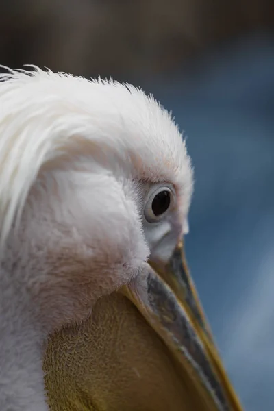 Portrét velké bílé nebo východní Pelikán, Pelecanus onocrotalus — Stock fotografie