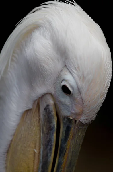 Портрет Великого Белого или Восточного Пеликана, Pelecanus onocrotalus — стоковое фото