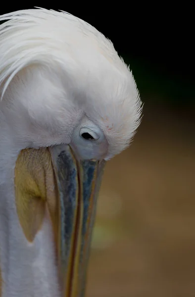 Портрет Великого Белого или Восточного Пеликана, Pelecanus onocrotalus — стоковое фото