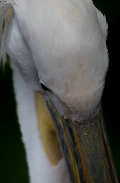 Портрет Великого Белого или Восточного Пеликана, Pelecanus onocrotalus — стоковое фото