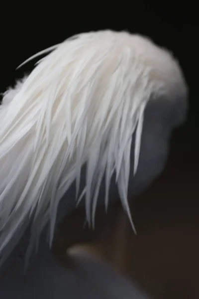 Retrato de um grande pelicano branco ou oriental, Pelecanus onocrotalus — Fotografia de Stock