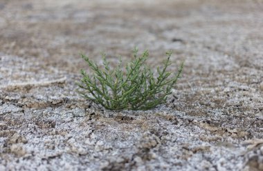 Tuz bataklıkları kumsallarında yetişen Salicornia lezzetli ve sağlıklı gıda bitkidir