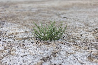 Tuz bataklıkları kumsallarında yetişen Salicornia lezzetli ve sağlıklı gıda bitkidir