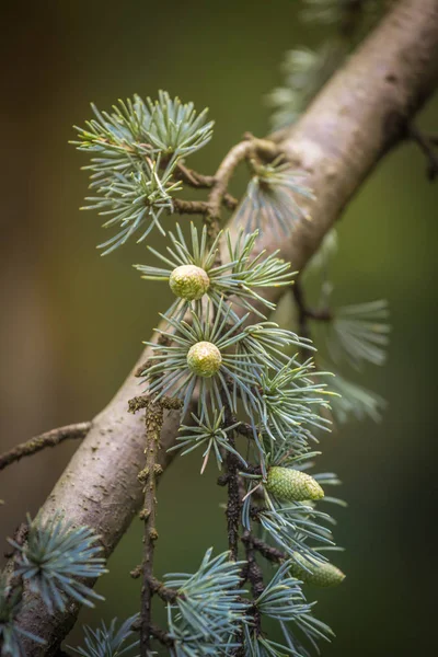 Cedrus deodara árvore principalmente conhecido como cedro com cones de sementes — Fotografia de Stock