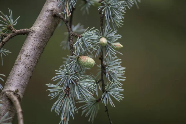 Cedrus deodara árvore principalmente conhecido como cedro com cones de sementes — Fotografia de Stock