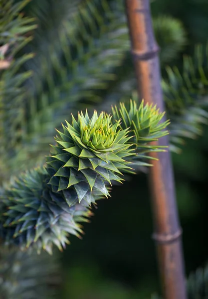 대부분 원숭이 퍼즐 트리, 원숭이 꼬리 트리 라는 araucaria araucana 나무는 bautiful 모양 — 스톡 사진