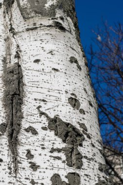 Populus tremula, kavak ağacı, Avrupa aspen veya quaking aspen ağacı