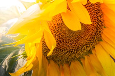 Ayçiçeği doğal arka plan, ayçiçeği çiçeklenme, yaprakları