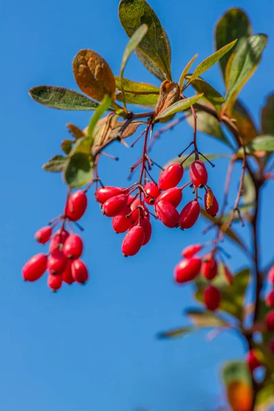 10 월의 끝에 분기에 berberis의 신선한 딸기 — 스톡 사진
