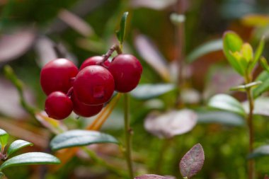 Kızılcık geç yaz aylarında Ukrayna cüce Sumy bölgede, kırmızı meyveler